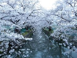 스나고 수로의 벚꽃