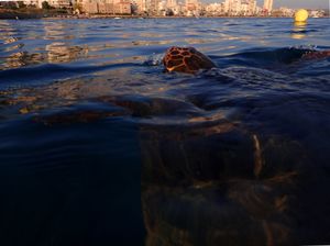 티레 남쪽 만의 바다 거북