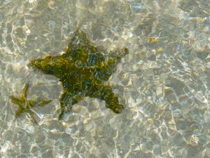 하버섬 항구의 불가사리