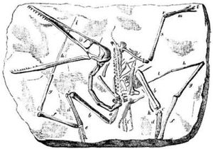선제후 컬렉션에 있던 표본의 그림. 본 속 및 P. antiquus의 모식 표본