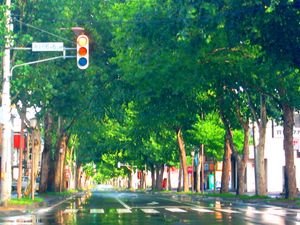 플라타너스 거리