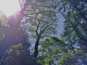 신토쿠의 숲의 백합나무(나가노현이나시)