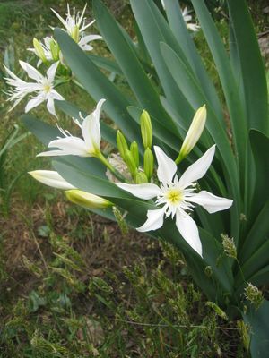 판크라티움 일리리쿰 Pancratium illyricum