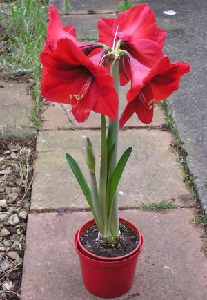 아마릴리스의 한 품종 Hippeastrum cultivar<i>