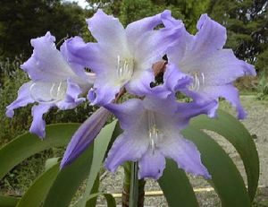 블루 아마릴리스 Worsleya procera