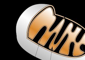 미토콘드리아 구조1. 내막 2. 외막 3. 크리스테 (판 모양) 4. 기질