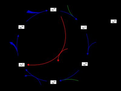 P450 촉매 사이클