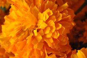 멕시코의 금잔화(Tagetes erecta)는 죽은 자를 기리기 위해 사용되는 전통적인 꽃입니다.