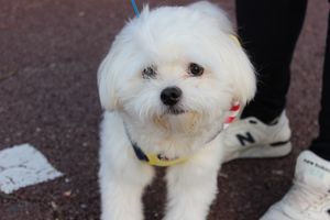 kg}}의 대형 말티즈