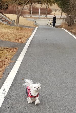 대전현충원에서의 말티즈