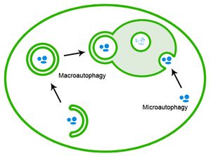 마크로오토파지와 미크로오토파지의 모식도