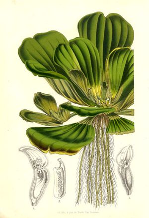 19세기 Pistia stratiotes 삽화