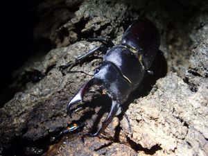 수컷 애사슴벌레 45mm (일본 도쿄, 5월 촬영)