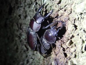 애사슴벌레 교미 (일본 도쿄)