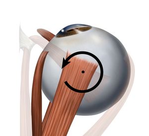 위에서 본 안쪽곧은근으로 인한 안구운동