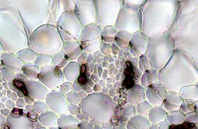 2. 속새아강 (속새강)의 줄기 횡단면: 내측 (사진에서는 아래쪽)에 있는 관다발을 둘러싼 내피에는 명확한 카스파리선(빨간색 화살표)이 보인다.