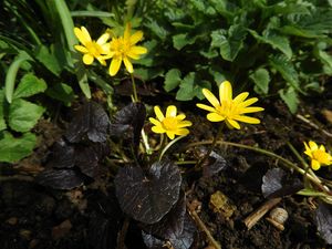 '브레이즌 허시(Brazen Hussy)'