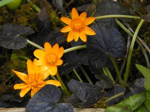 '코퍼노브(Coppernob)'