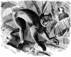 "Indris indris"의 석판화 (브렘의 동물 생애)