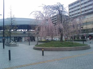 역 앞에는 마루야마 공원의 수양 벚나무 3대째가 심어져 있다.