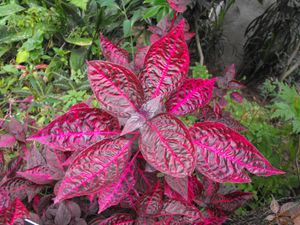 아이레시노이드: 아이레시네 린데니이