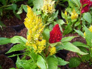 깃털맨드라미 (C. argentea var. plumosa)