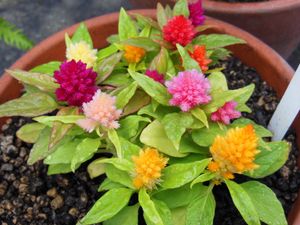 키모노케이트우