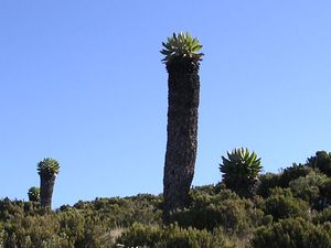 자이언트 세네시오