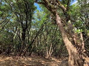 스미요 맹그로브 숲