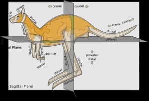 캥거루(kangaroo)의 해부학적 위치 용어