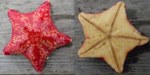 불가사리 Porania pulvillus, 구두면과 구반대쪽면