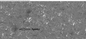 HiRISE가 HiWish 프로그램으로 관측한 다각형 또는 패턴 지면에서 거미의 확대 모습.