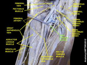 깊은넙다리동맥.