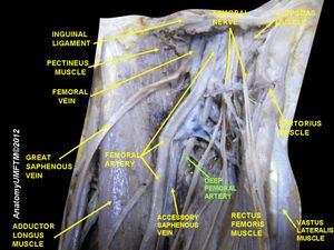깊은넙다리동맥.