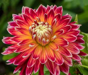 다알리아 'Akita' (기타)