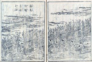 굴 양식과 함께 히비 건조에 의한 아마노리 양식을 하고 있다 (1799년, 『일본 산해 명산도회』히로시마 굴 양식의 법).