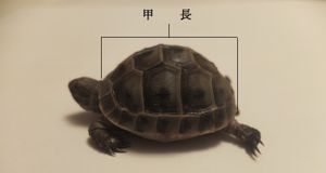 거북의 크기는 이와 같이 등딱지의 직선 거리로 측정한다(갑장)