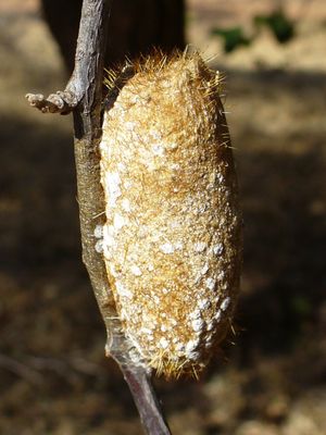 나방은 일반적으로 고치를 형성한다.