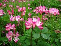 일본의 대표적인 밀원 식물인 연꽃