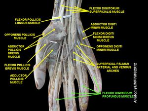 깊은손가락굽힘근