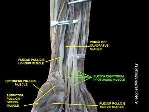 깊은손가락굽힘근
