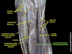 깊은손가락굽힘근