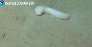 중간해삼속(Mesothuria) sp.