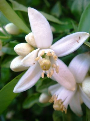 그레이프프루트 꽃