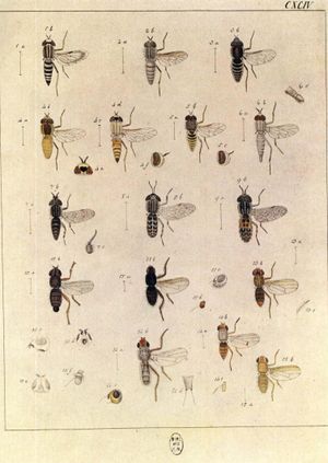 왼쪽: 요한 빌헬름 마이겐의 Europäischen Zweiflügeligen (1790)에 묘사된 말파리들(7번 Haematopota 종, 8번 H. crassicornis, 9번 H. pluvialis)