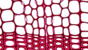 소나무(소나무과)의 가도관 조직 횡단면 (염색 시료): 약간 좌상단에 가도관을 연결하는 벽공이 여러 개 보인다.