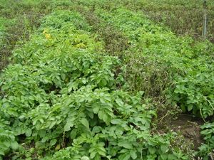 노출 후 감자. 일반 감자는 역병에 걸렸지만 시스제닉 감자는 건강하다.