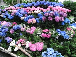 하쿠산 신사 수국 축제(2009년 6월 9일 촬영)