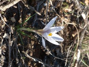 Crocus nevadensis
