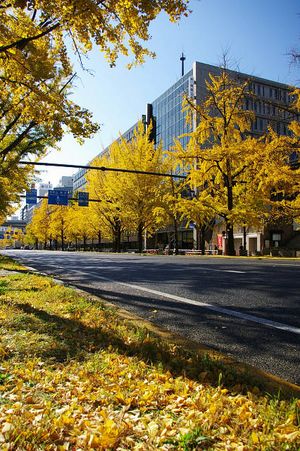 은행나무 황엽: 미도스지